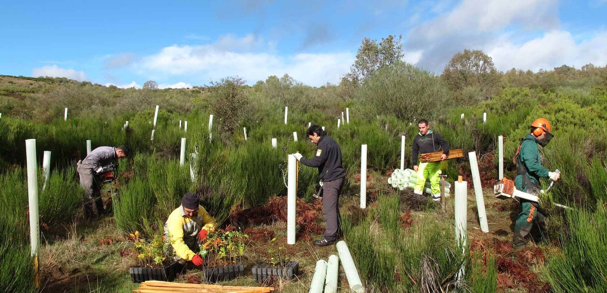 Image of tree plantation